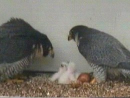 San Jose's Falcon Chicks Get Sexed