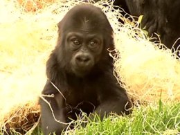 Special Birthday Marked at SF Zoo