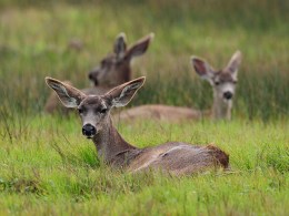 East Bay Deer Strikes Back