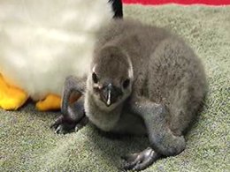 Baby Penguins Hatch At Six Flags