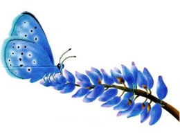 Endangered Butterfly Returns to San Francisco