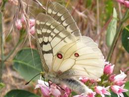 California Butterflies Punched Twice