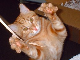 SF Scratches Out Cat Declawing