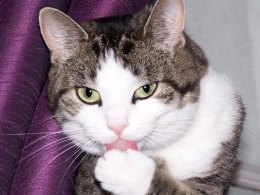 Berkeley Declaw Ban Is the Cats' Meow