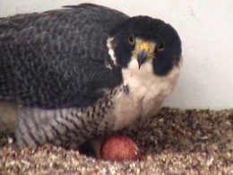 Falcon Fan Page Soars as HatchWatch 2010 Begins