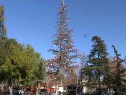 Oh Pitiful Christmas Tree