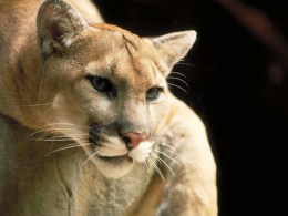 Microsoft Has a Cougar Problem