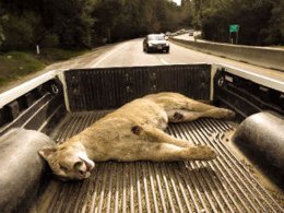 Mountain Lion Killed on Highway 17