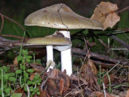 Death Cap Mushrooms Poison Bay Area Family