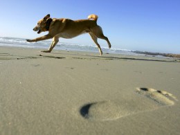 Dog Friendly Destinations