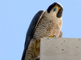 FalconCam Gets IT Upgrade