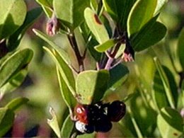 Rare Shrub Gets New Digs