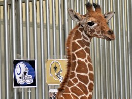 Giraffe Calf Picks Super Bowl Winner