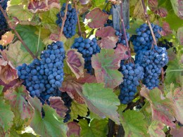 Sun-Drenched Crime Spree in Wine Country