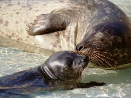 Give the Seal Pups Their Space
