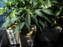 Court Considers Medical Marijuana Ban