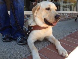Guide Dog in Training Saves Two Lives
