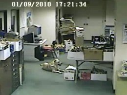 Dog's Instincts Send Her Bolting Before Quake