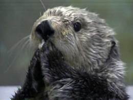 Humans Implicated in Sea Otter Deaths