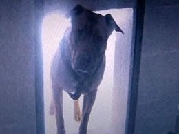 Owner Fesses Up in Fugitive Dangerous Dog Case