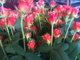 Thorny Times for Bay Area Flower Growers