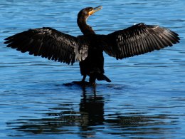 San Francisco Bay Oiled Birds Adding Up 