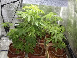 SF Supe Floats Pot-Growing Plan