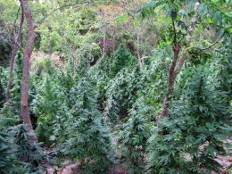 Pot Legalization Sees Support Surge
