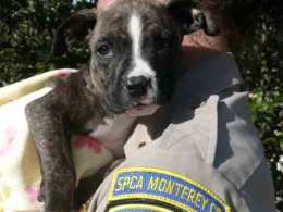 Puppies Found in Monterey County Dumpster