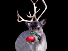 Check Out Real Live Reindeer at SF Zoo