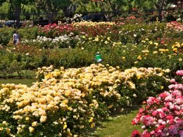 San Jose Municipal Rose Garden