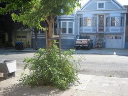 Lousy Lawns Let Cities Grow Green