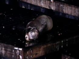 Injured Sea Lion Evades Rescue Again