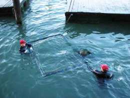 Sea Lions Come up Sick In Sausalito