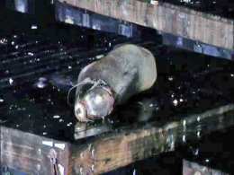 Pier 39 Sea Lion Spotted 93 Miles Away
