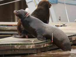 Gotcha! Escape-Artist Sea Lion Netted