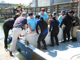 Rare Find Netted Off Alcatraz