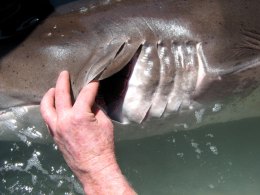 Sevengill Shark Caught Near Alcatraz Island