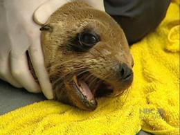 El Nino, Sea Lions Don't Mix