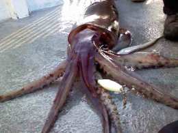 Giant Squid Invade Monterey Bay