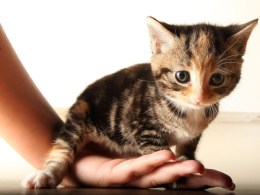 Marin Moving Fast on Cat Declaw Ban 