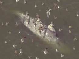 Whale Carcass Spotted Inside Bay