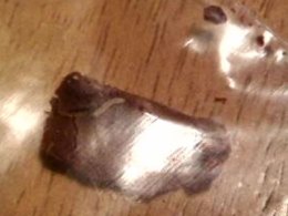 Creepy Crawlies Found in Candy Bar