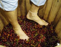 Pot Crushes Wine Vineyards as Cash Crop