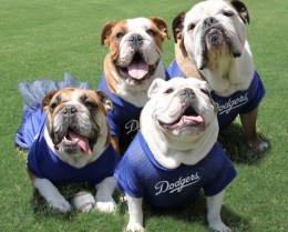Dog Day at Dodgers Stadium