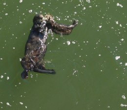 The Mystery of the Vanishing Sea Otter