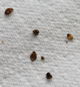San Francisco Beats New York in Bedbug Battle