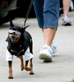 Paws in the Park, Escondido