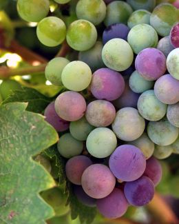 Vineyards Want Russian River Water