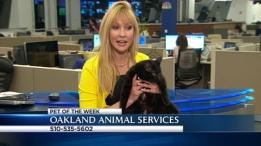 Bay Area Proud Pets: Celia